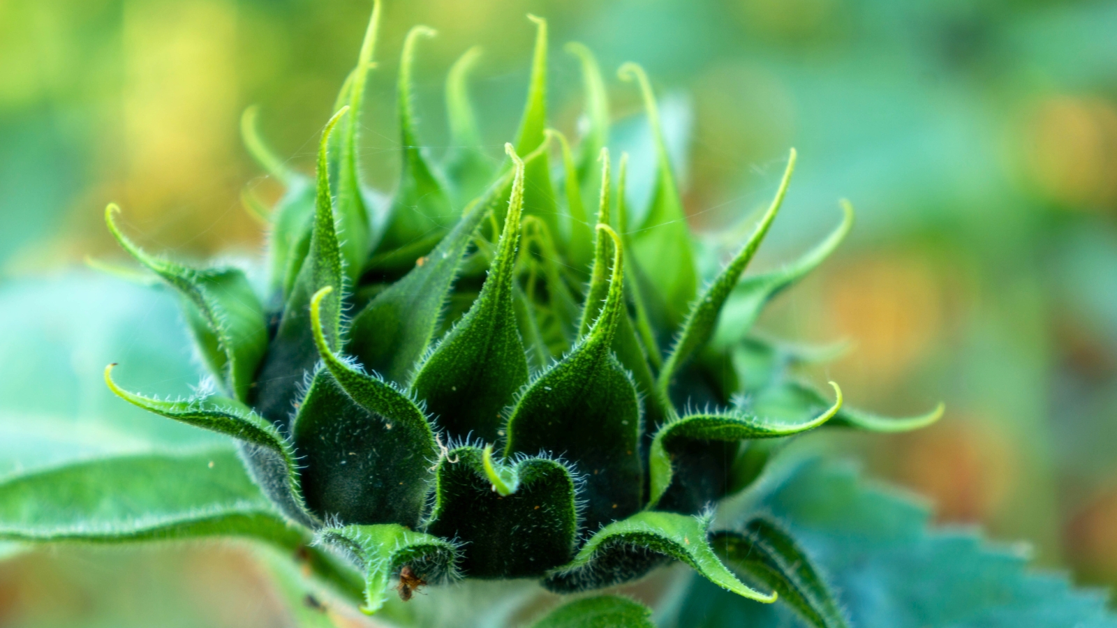 Close-up of young sunflower artichokes, showing their developing buds.