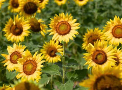 Sunflower plants with large, bright yellow flowers and broad green leaves growing in a garden.