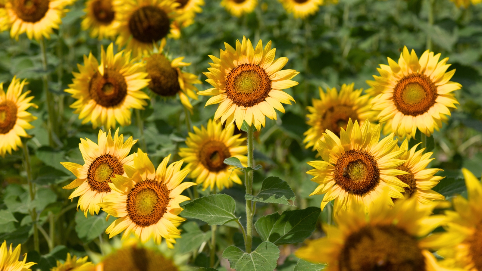 Sunflower plants with large, bright yellow flowers and broad green leaves growing in a garden.