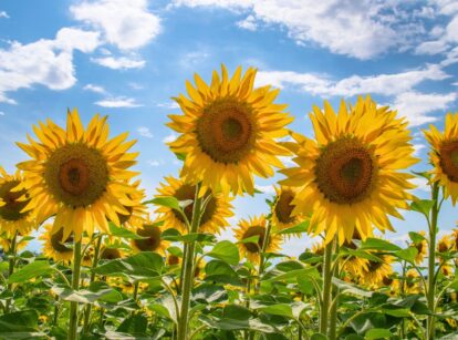 A field of blooming sunflowers under a blue sky.