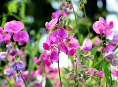 Sweet Pea plants with lush green leaves and vibrant pink flowers growing in a garden.