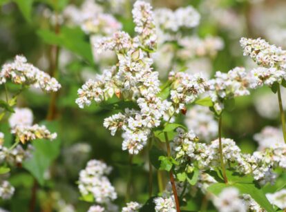 Close-up of a buckwheat plant in the garden, showcasing its green leaves and delicate white flowers.