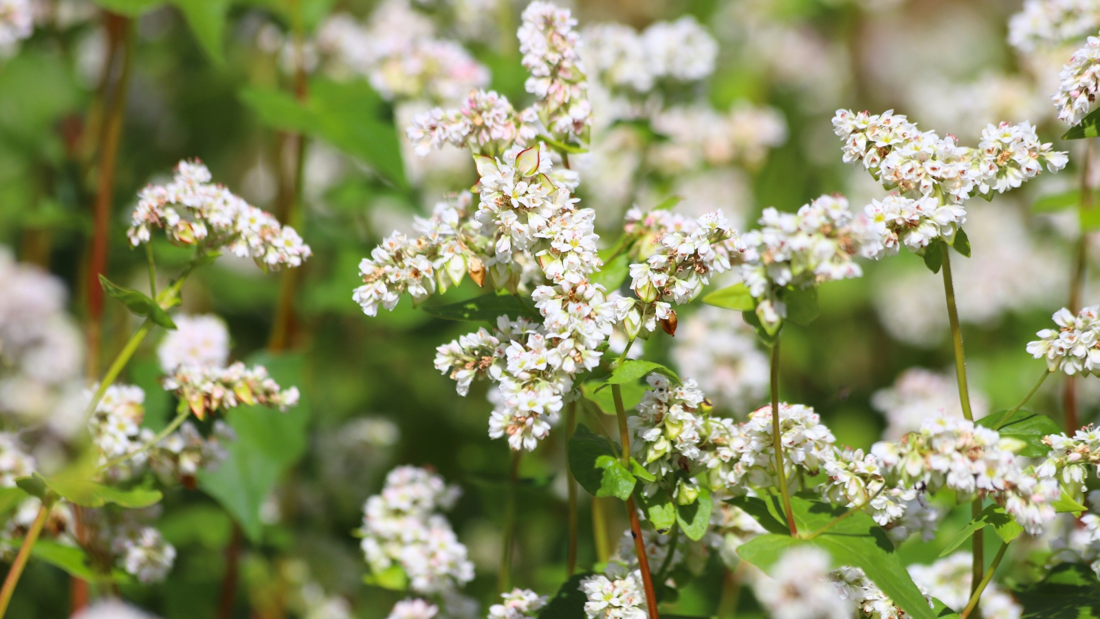 Close-up of a buckwheat plant in the garden, showcasing its green leaves and delicate white flowers.