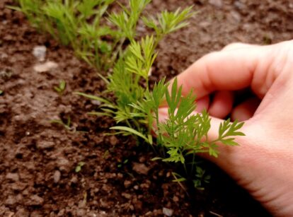 Close-up of a woman's hand thinning out carrot seedlings in a garden bed.