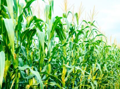 A field of tall, green corn plants growing under a clear sky.