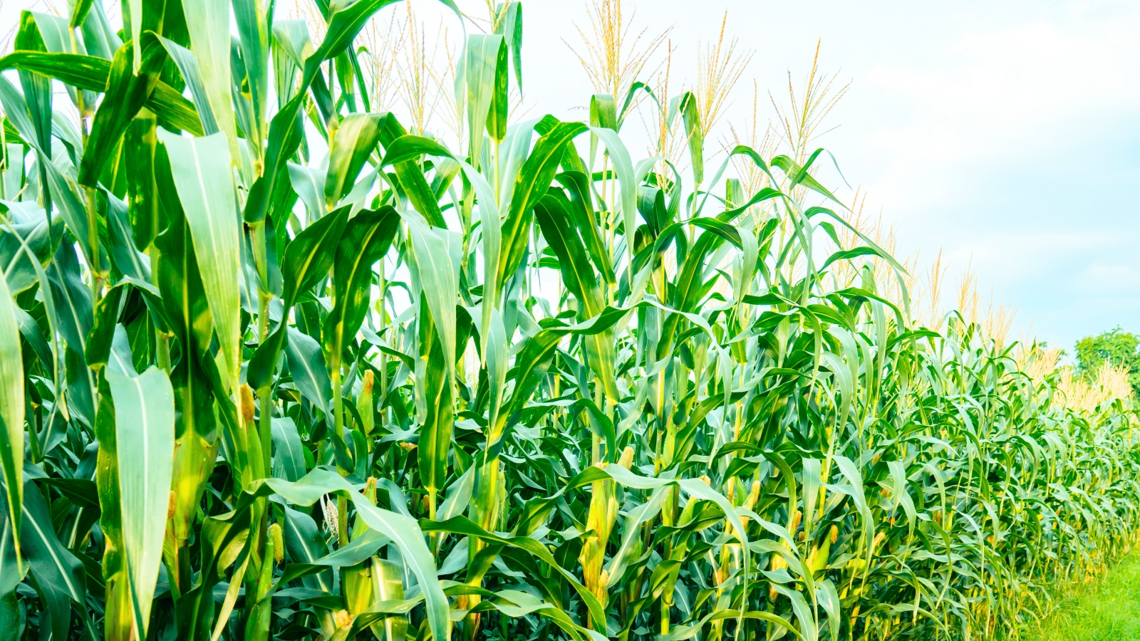 A field of tall, green corn plants growing under a clear sky.