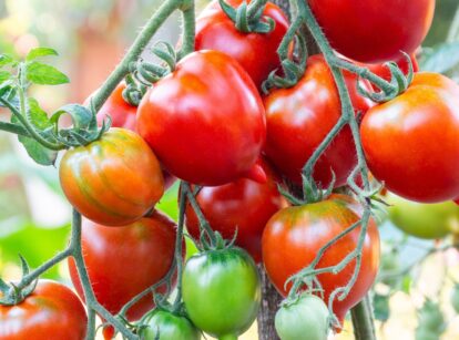 Ripe red tomatoes grow on the vine with green hairy stems.