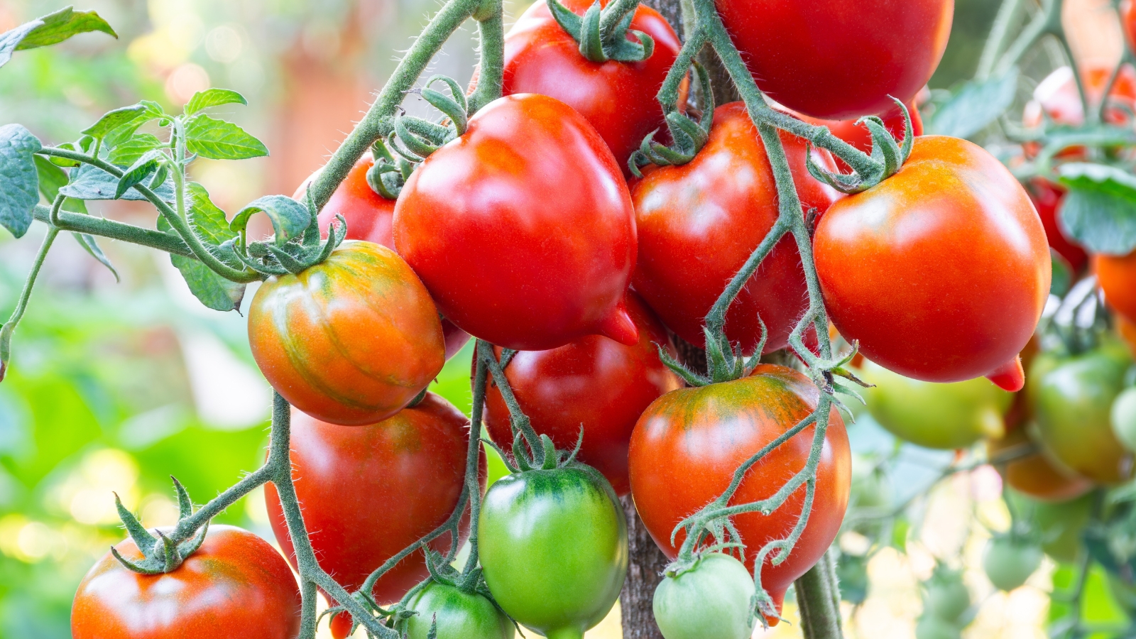 Ripe red tomatoes grow on the vine with green hairy stems.