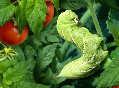 Close-up of a tomato hornworm feeding on a tomato plant, surrounded by ripe red tomatoes and green foliage.