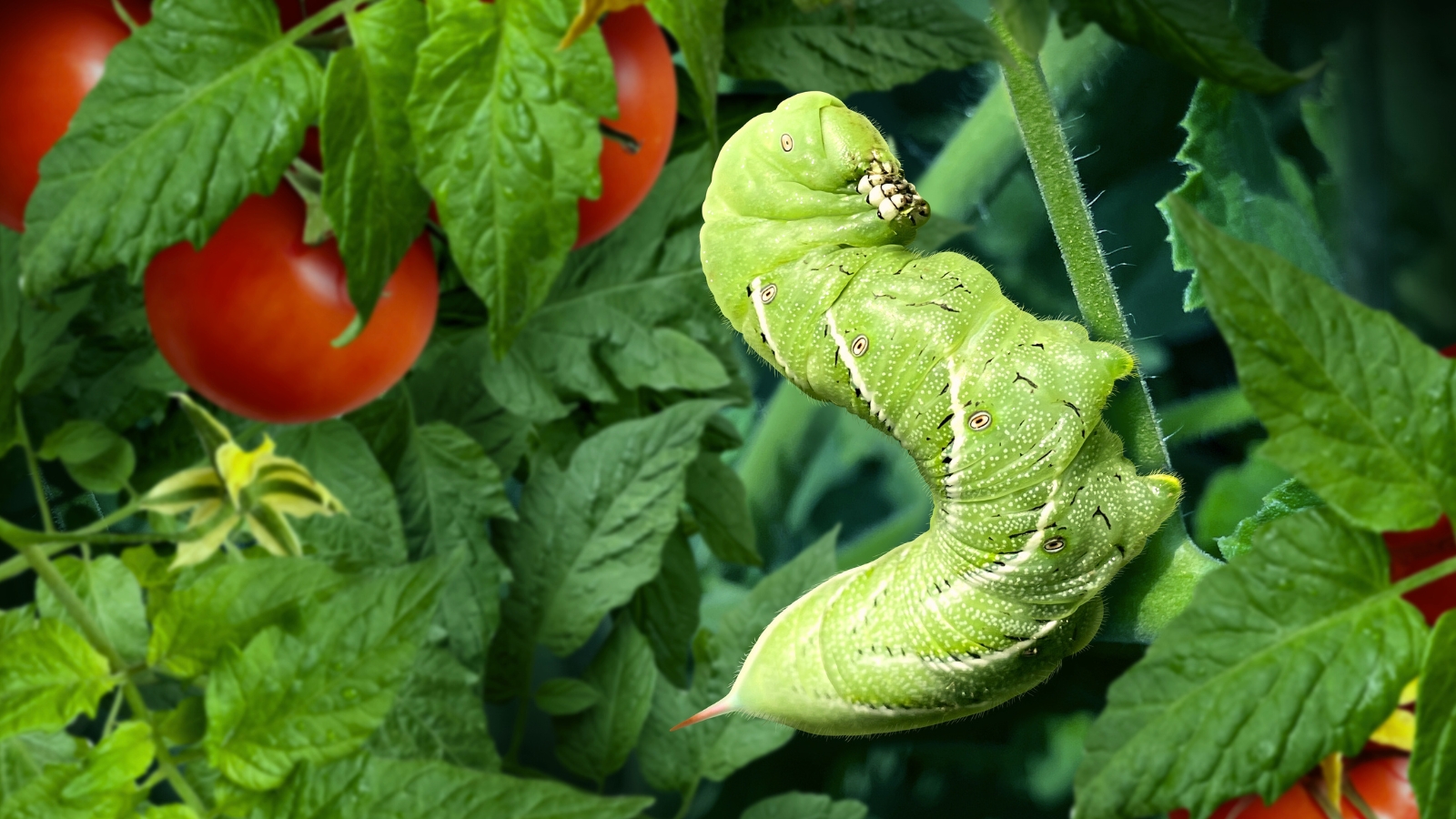 Close-up of a tomato hornworm feeding on a tomato plant, surrounded by ripe red tomatoes and green foliage.