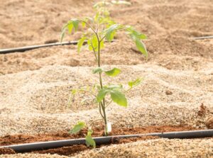 Grafted tomato seedlings are planted in soil, showing their healthy green stems and leaves.