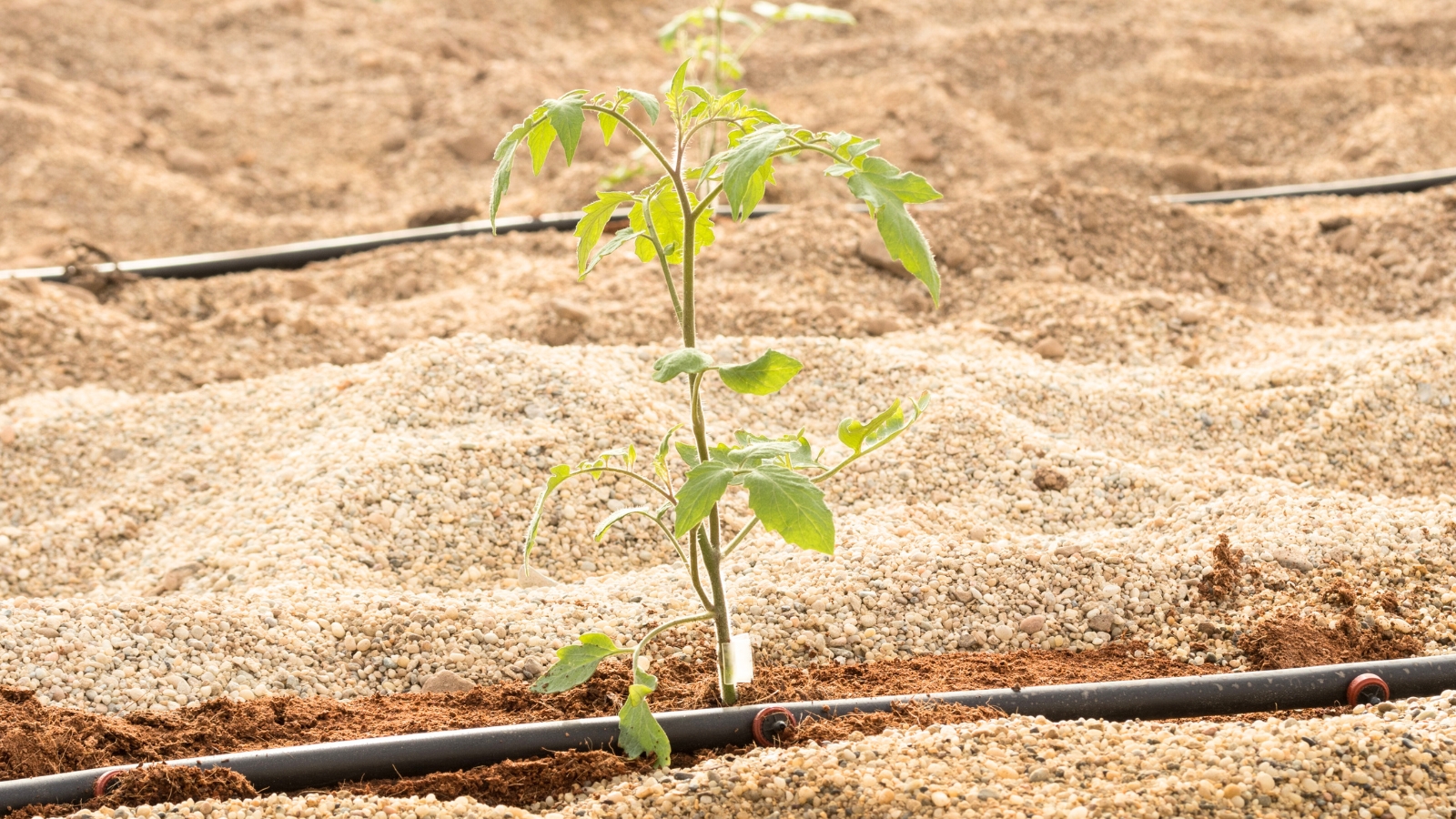 Grafted tomato seedlings are planted in soil, showing their healthy green stems and leaves.