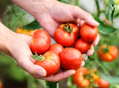 Close-up of a gardener's hands holding freshly picked cherry tomatoes with round, bright red, shiny skin against a backdrop of lush green foliage.