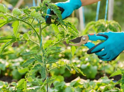 Gardener in blue gloves pruning a tomato plant with blue pruners.