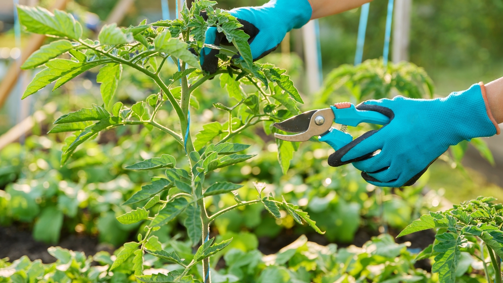 Gardener in blue gloves pruning a tomato plant with blue pruners.