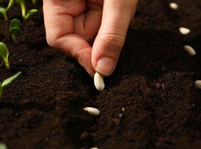 Close-up of a gardener's hand planting vegetable seeds into dark, rich soil.