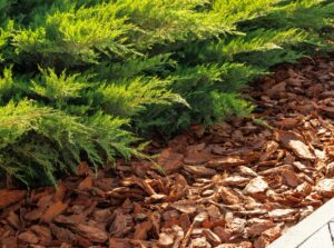 A close-up of Juniperus horizontalis with its green, spreading foliage, set against a soil surface covered with a layer of pine bark.