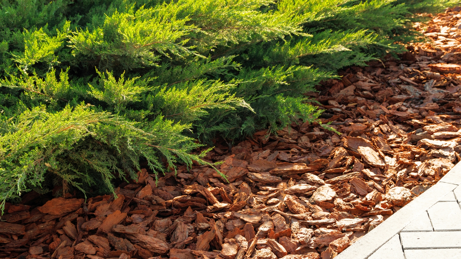 A close-up of Juniperus horizontalis with its green, spreading foliage, set against a soil surface covered with a layer of pine bark.