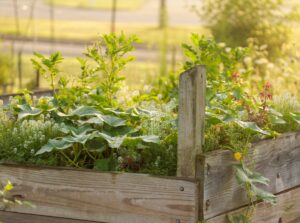 Close-up of a wooden raised garden bed with a variety of vegetable crops, including cucumbers, tomatoes, and other plants.