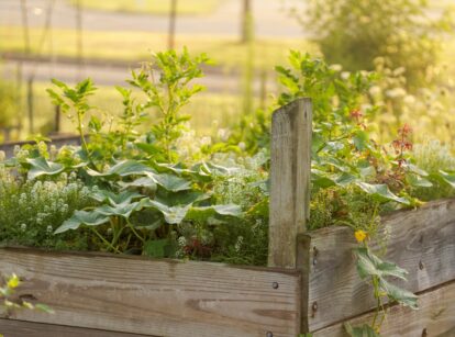 Close-up of a wooden raised garden bed with a variety of vegetable crops, including cucumbers, tomatoes, and other plants.