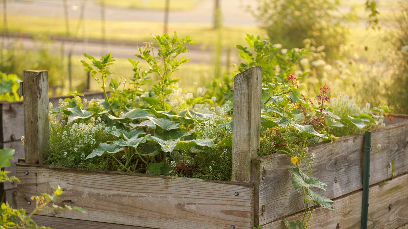 Close-up of a wooden raised garden bed with a variety of vegetable crops, including cucumbers, tomatoes, and other plants.