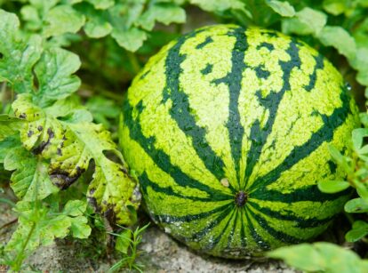 Fresh, large watermelon on a green plantation.