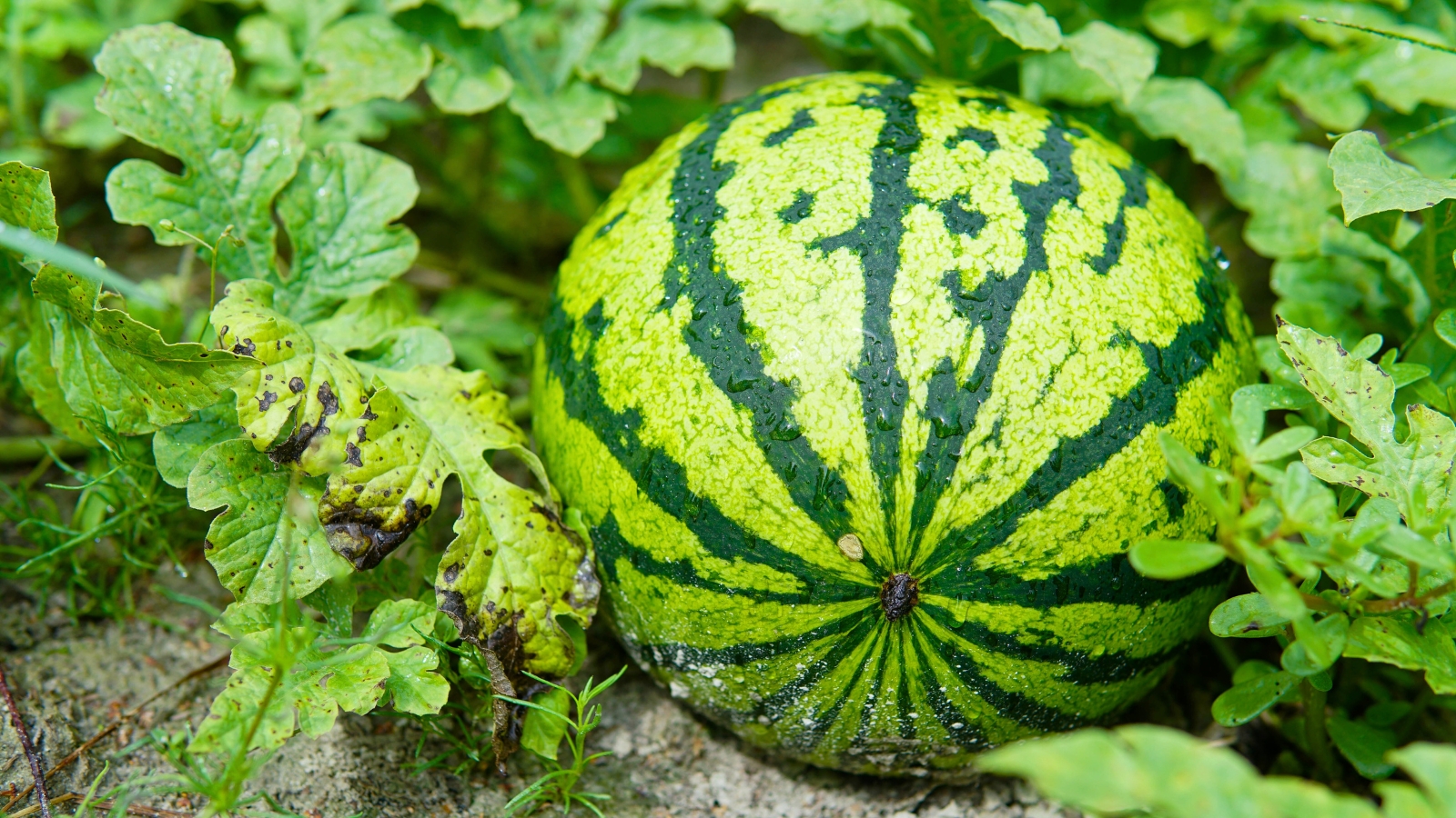 Fresh, large watermelon on a green plantation.