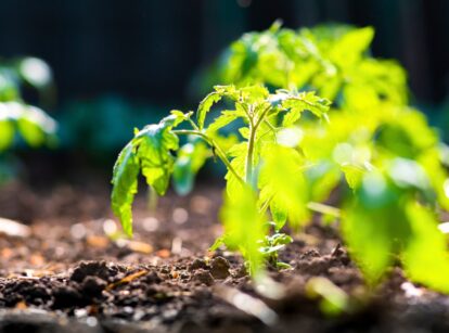 Close-up of young tomato seedlings growing, with a focus on the organic quality of their development.