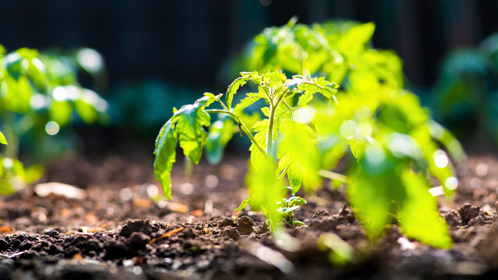 Close-up of young tomato seedlings growing, with a focus on the organic quality of their development.