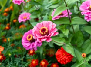 Garden bed featuring bright pink zinnias in full bloom.