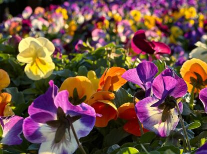 A shot of a field of frost hardy flowers