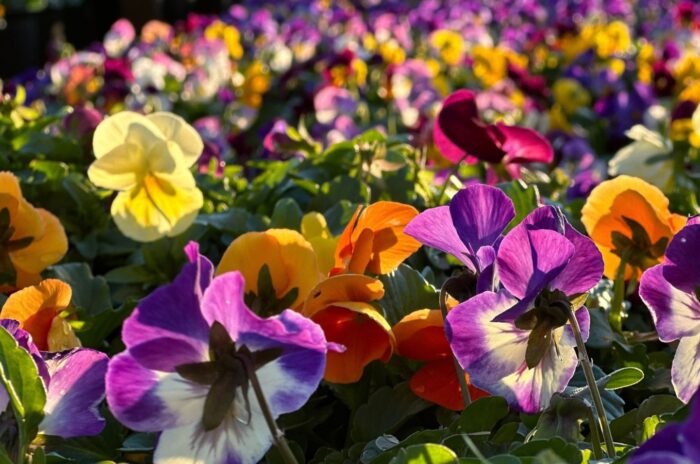 A shot of a field of frost hardy flowers