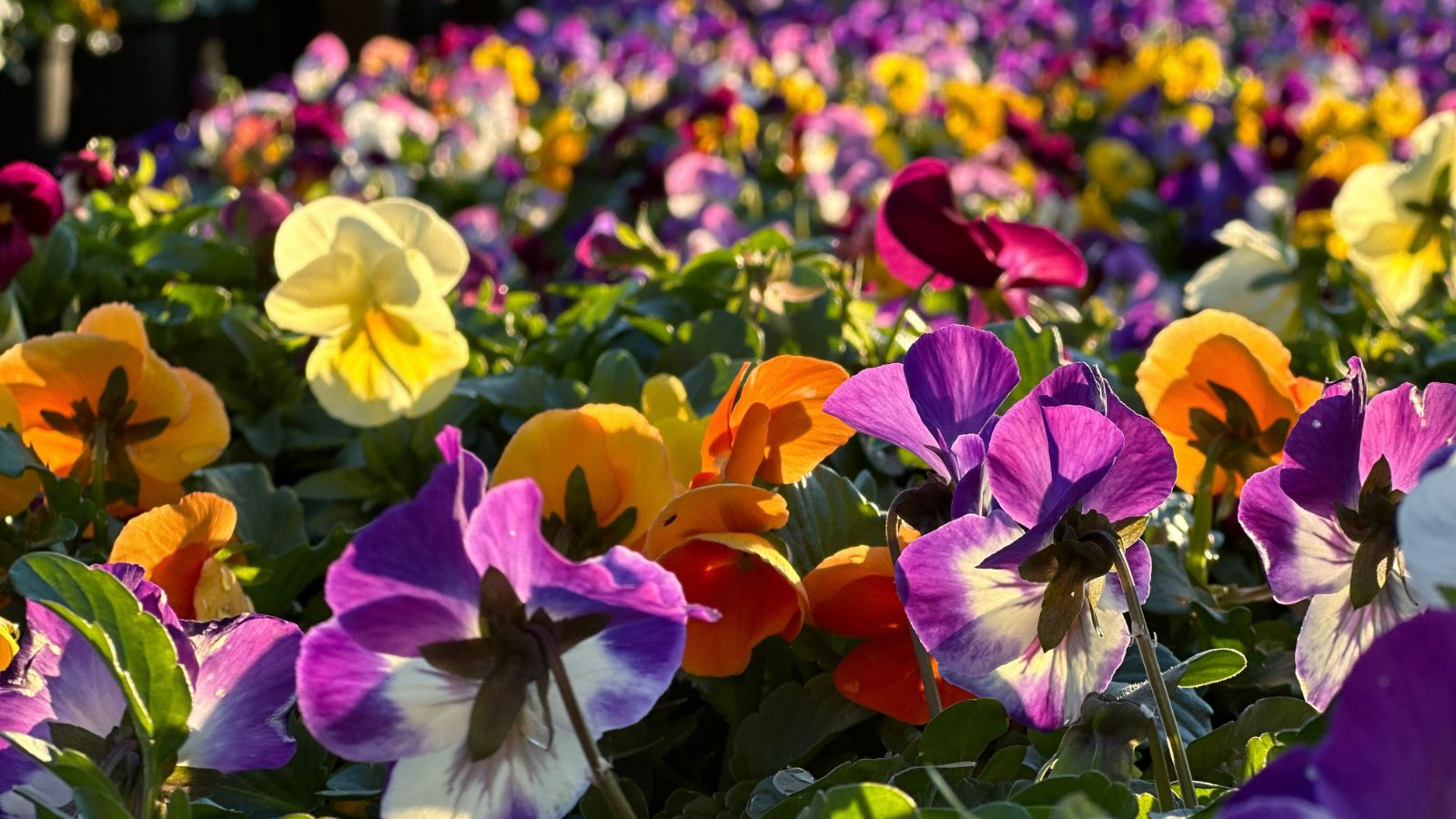 A shot of a field of frost hardy flowers