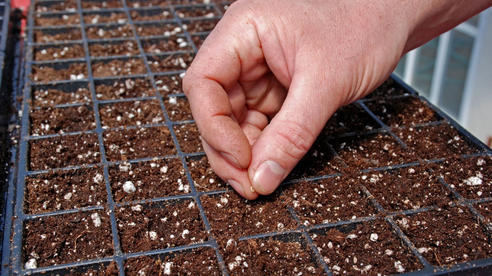 A close-up and focused shot of a person's hand sowing germs of a plant in a black starting tray filled with a balanced potting mix in a well lit area