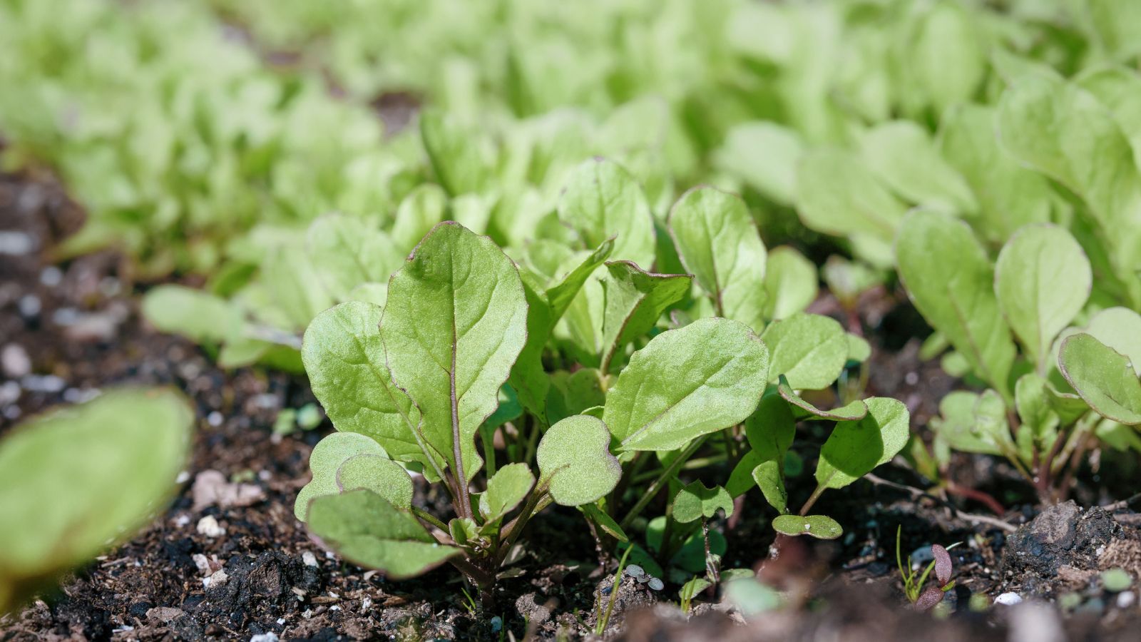 A close-up and focused shot of several growing Astro Arugula plants, showcasing its green leaves and purple mid midrib, with the same crop in the background, all placed in rich soil in a well lit area outdoors