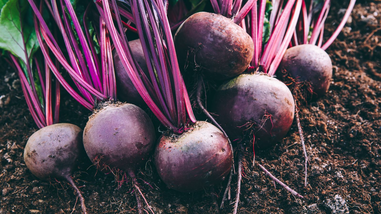 A close-up shot of freshly harvested Beet crops showcasing its bulbous purple body and sturdy stems still covered in soil with the roots still attached that is placed on top of rich soil that is all situated in a well lit area outdoors.