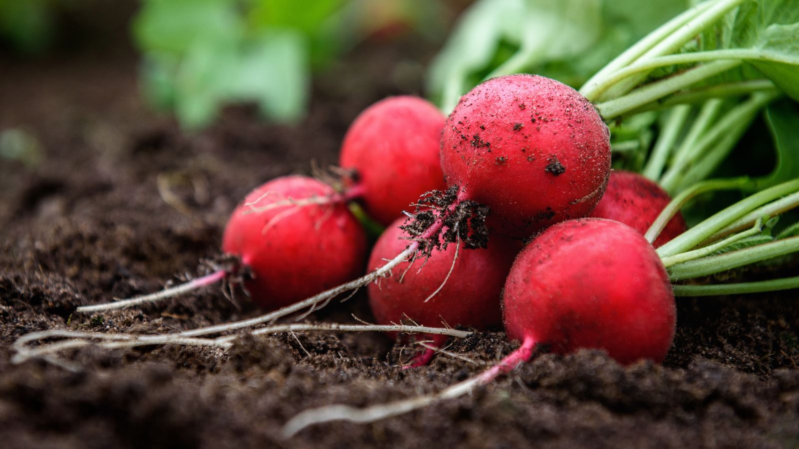 A close-up shot of fresh Radish crops still covered in soil showcasing its red bulbs that is piled on top of each other in a well lit area outdoors