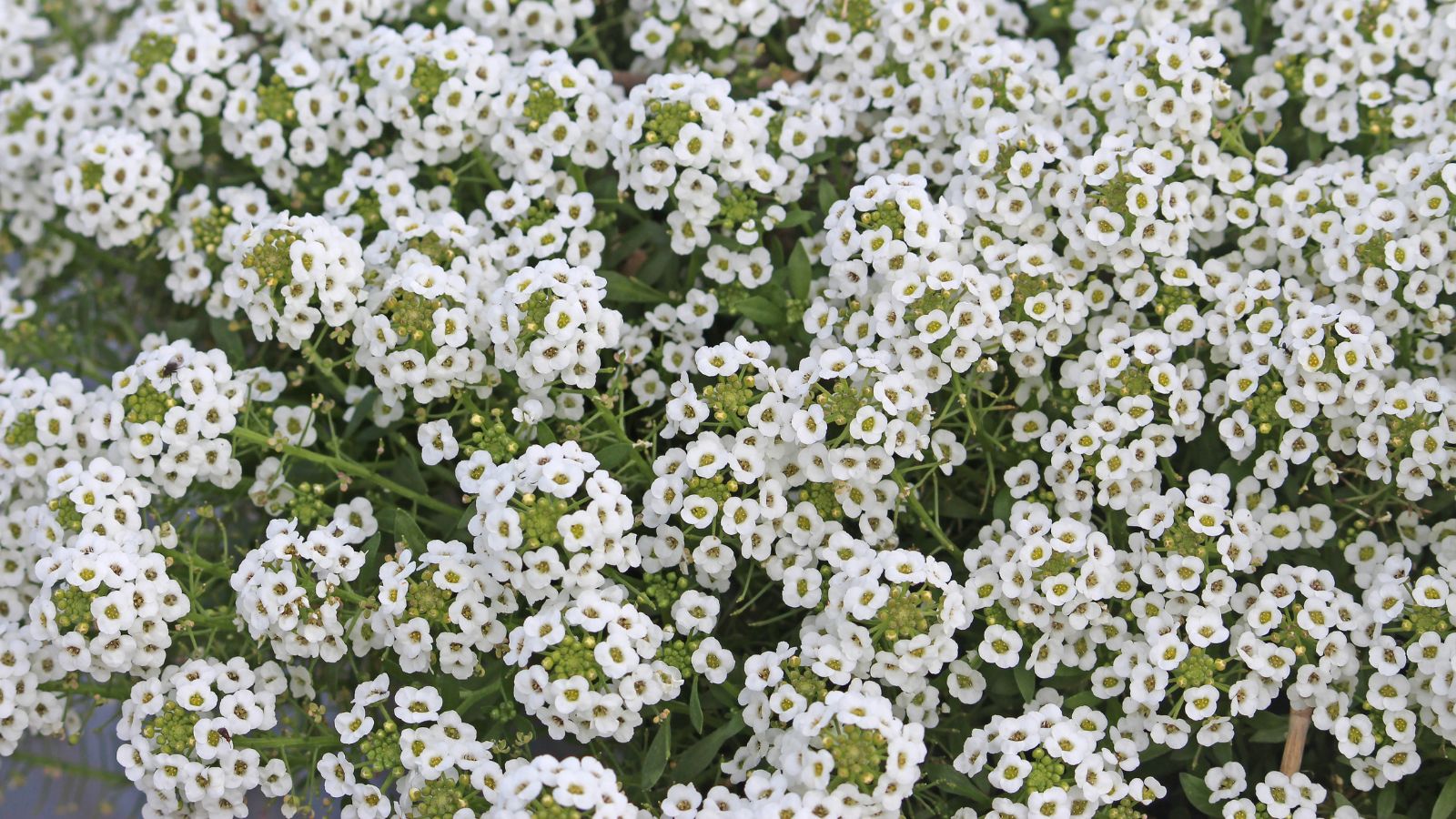 A close-up shot of Tiny Tim Alyssum flowers showcasing its masses of flowers in a well lit area outdoors