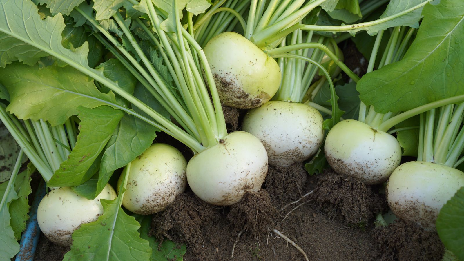 A close-up shot of fresh Turnips still covered in soil and their roots still attached placed on top of each other and on rich soil in a well lit area outdoors