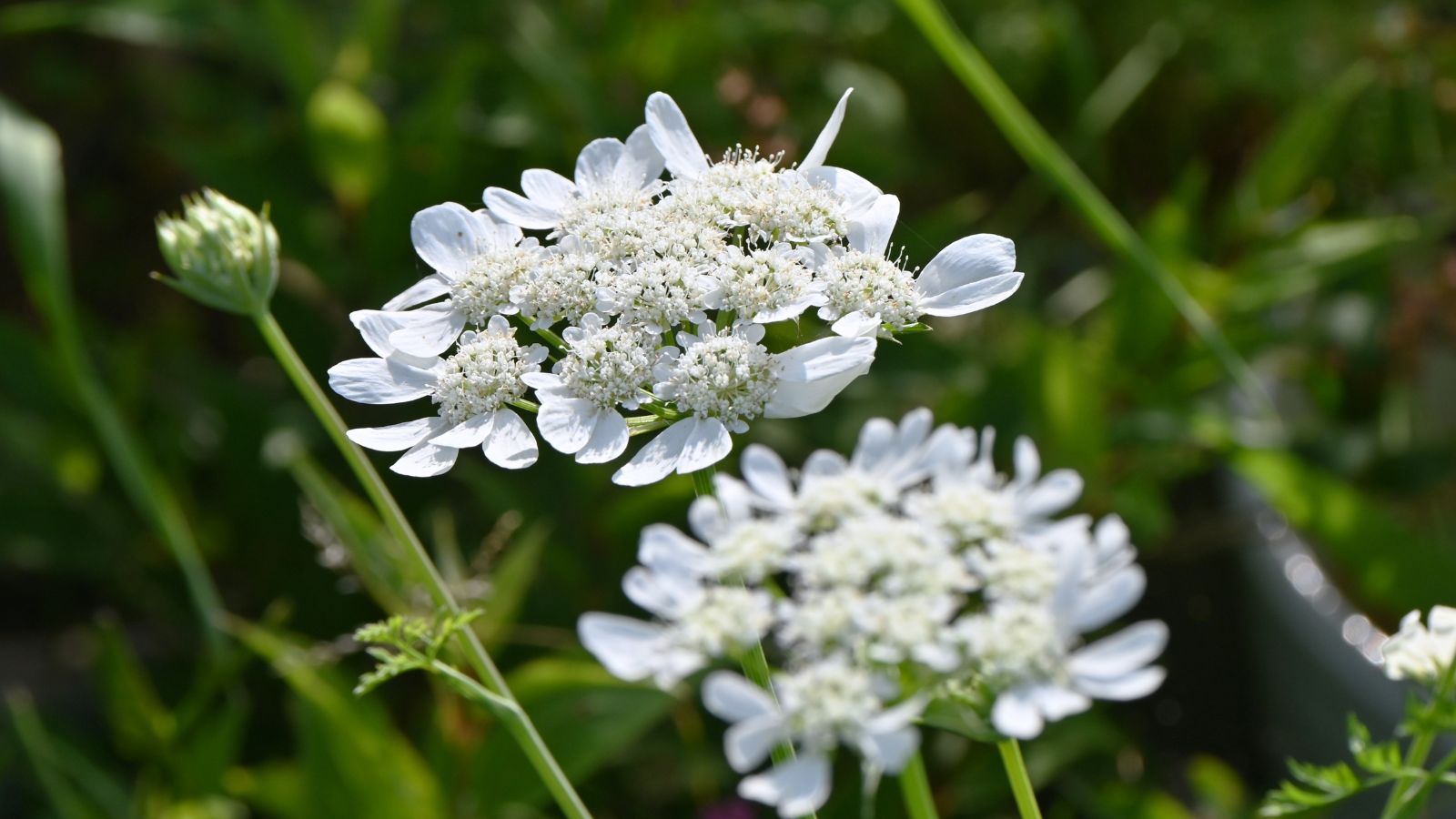 A close-up shot of White Lace Orlaya flowers showcasing its tall white flowers with smaller flower clusters that is placed in a well lit area outdoors