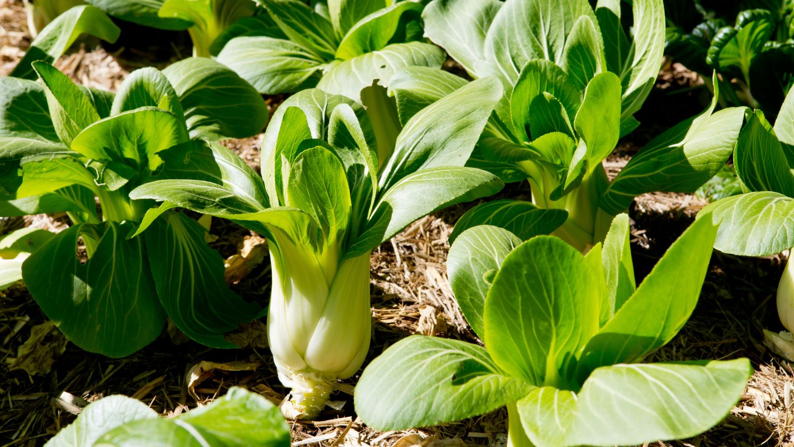 A close-up shot of several Bok Choy crops growing on rich soil showcasing its broad stems and delicate leaves all situated in a well lit area outdoors