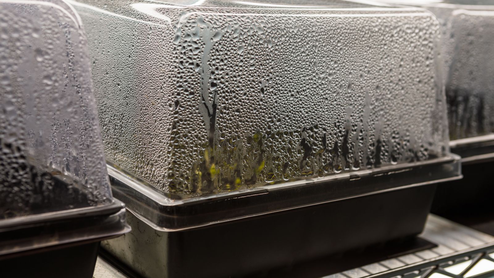 A close-up shot of a a seedling tray that is covered, with the cover filled with condensation from the warmth and humidity inside the tray, all placed in a well lit are.