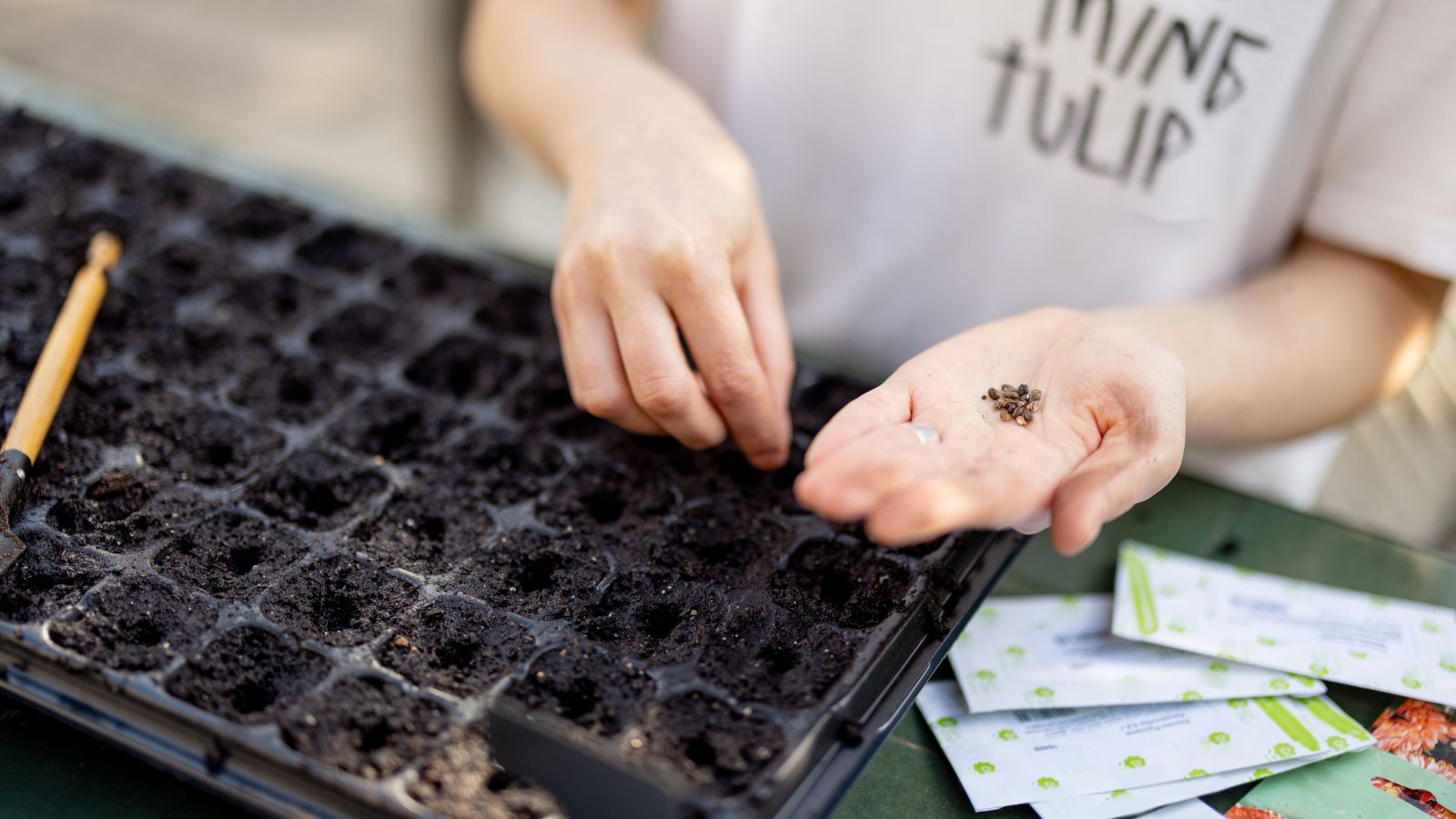 A close-up shot of a person holding germs of a plant and sowing them in a germinating tray beside packets of plant ovules all placed on top of a surface in a well lit area