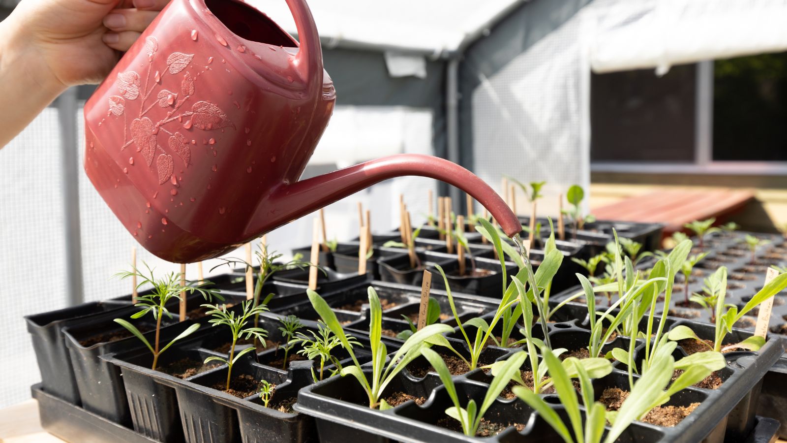 A close-up shot of a person using a watering pot to water seedlings that is placed in a try all on top of a surface in a well lit area outdoors