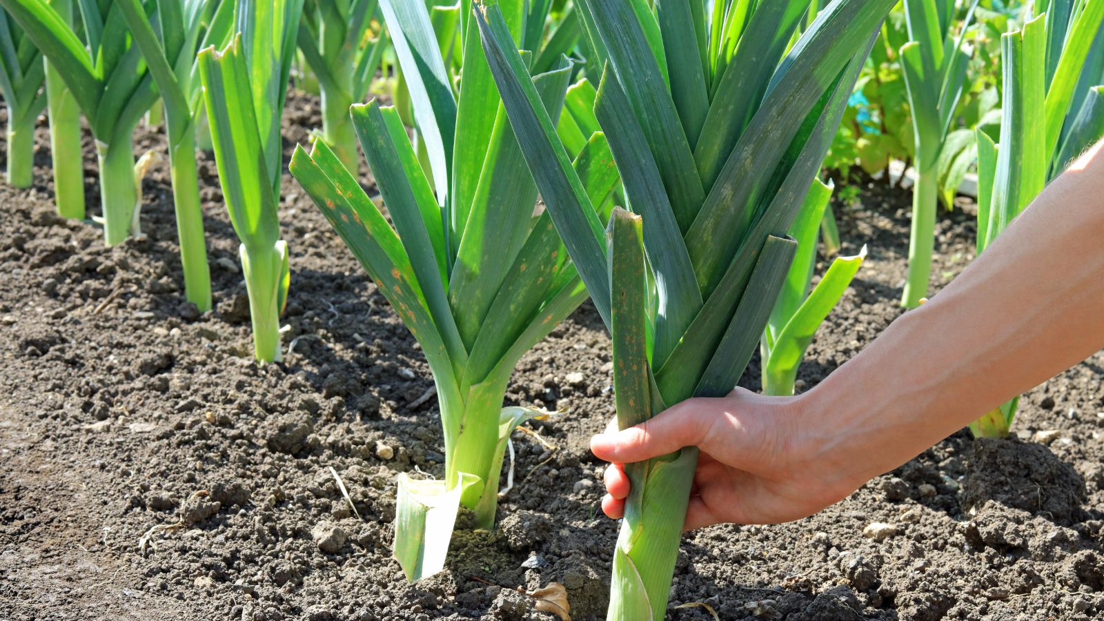 A close-up shot of a person's hand  harvesting fresh Leeks and several other rows of the same crop all planted in nutrient rich soil in a well lit area outdoors