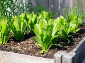 A close-up shot of crops growing on a raised bed for a sandwich garden