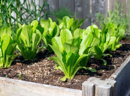 A close-up shot of crops growing on a raised bed for a sandwich garden