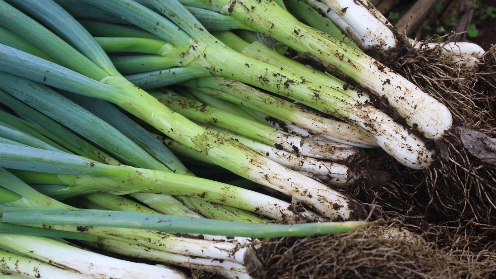 A close-up shot of freshly harvested and piled up Bunching Onions still covered in soil with their roots still attached that placed in a well lit area outdors