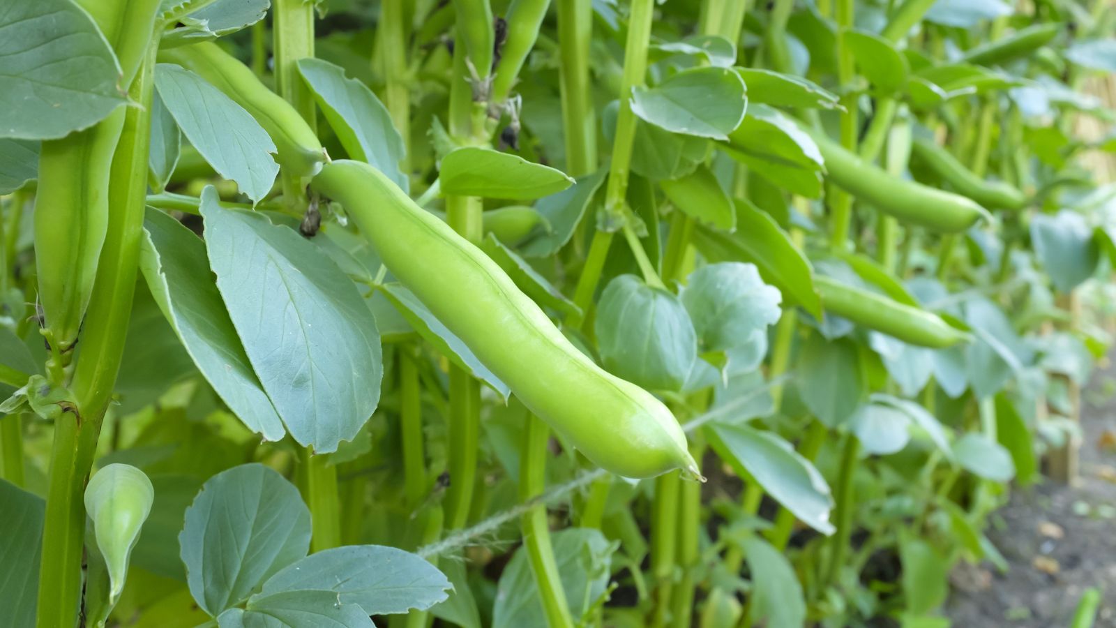 A close-up shot of growing Broad Beans or Fava beans showcasing their large prods, sturdy stems and broad leaves all situated in a well lit area outdoors