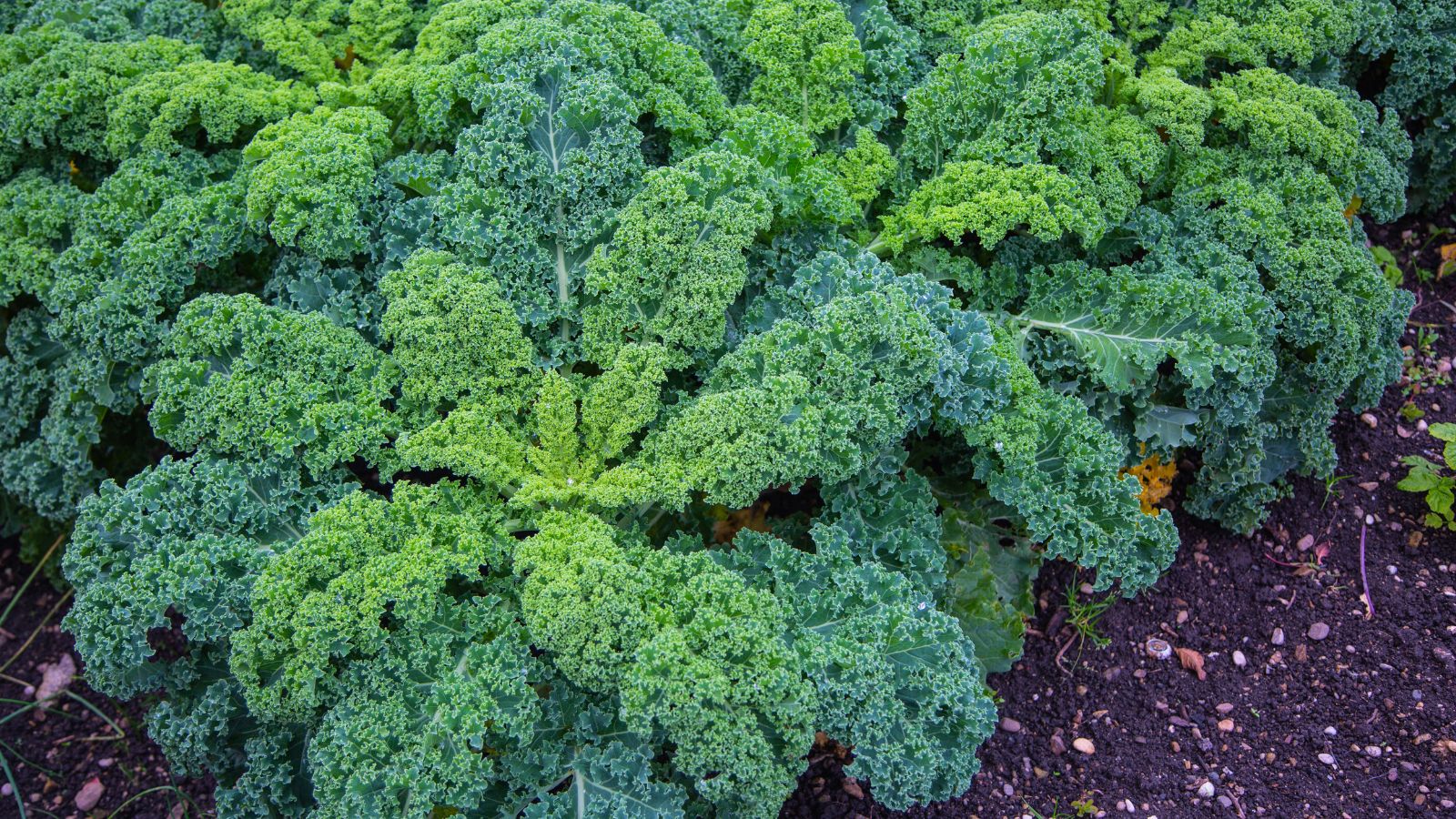 A close-up shot of multiple rows of Kale crops planted on rich soil ground with the crops showcasing its curled dark green leaves in a well lit area outdoors